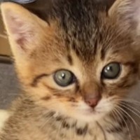子猫の『初めてのトイレ』を見た結果…完全に予想外な『まさかの姿勢』が129万再生「真剣さが伝わるｗ」「AIかと思ったｗ」と爆笑の声