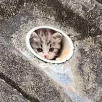 『穴の中にいた子猫』との運命的な出会いから４年…立派に成長した『現在の様子』が297万再生「素敵なお話をありがとう」「とても感動した」