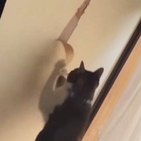破れかけた『ふすま』を放置していたら、ネコが…２週間後の『衝撃的な光景』に「主が寛大すぎるｗｗ」「工事完了ｗ」と爆笑する人が続出