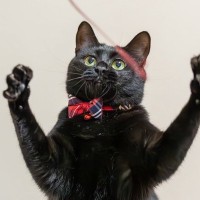 『黒っぽい猫』を上手に撮るコツ3選　真っ黒な写真を防ぐ工夫やアイデアもご紹介