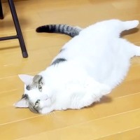 太ってしまった猫→ダイエットのため、歩かせようとしたら…想像以上に『やる気のない光景』に爆笑「強い意思を感じる」「もう顔がおもろいｗ」