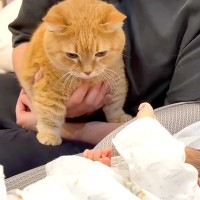 赤ちゃんを遠くから見守る２匹のネコ→泣き声を聞いた瞬間…『微笑ましい反応』が11万再生「困った顔好き」「仲良し兄弟になりますように」