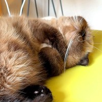 お昼寝する猫→イビキをかいていると思ったら、次の瞬間…『尊い光景』が10万再生「鼻の前にマイク置きたい」「いい子いい子したくなる」