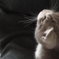 抱っこしてほしい子猫→大きな声で鳴き始めて…反則級に可愛い『全力アピール』が29万再生「ニャーー（ﾌﾟｼｭ）」「エンジンかかってるｗ」