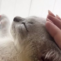 気持ちよさそうに撫でられる子猫→飼い主が『手を止める』と…続けざるを得ない『かわいいアピール』に「エンドレスマッサージ」「天使」と反響