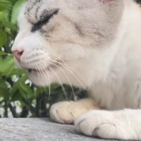 ほとんど動けない状態だった『ガリガリのシニア猫』を保護したら…涙あふれる『1年間の軌跡』に「見つけてもらえたよかった」「号泣した」の声