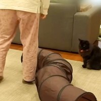 運動不足なので、反復横跳びをした結果→見ていたネコが…微笑ましい『日常の様子』に反響「心配してるよね？」「まじで監視員」