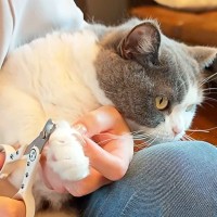 爪切りが苦手な４匹のネコ→ママが抱っこすると…可愛すぎて『思わず応援したくなる光景』が話題「我慢している顔が愛おしい」「頑張ったね」
