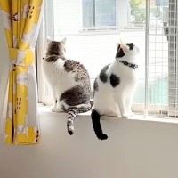 ママが家にいない日、パパと過ごす２匹の猫→ソワソワと落ち着かなくて…『いじらしい様子』が話題「パパっ子だね」「意思疎通ができてる」