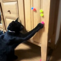 足におもちゃがくっついた黒猫→取ってあげようとした結果…『ハプニングの瞬間』が90万再生「初めて見る動きｗ」「可愛いし面白いｗ」