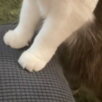 ソファに座るママを見つめる猫→完全にブチギレていて…衝撃の表情と『爆笑の展開』が44万再生「重傷すぎｗ」「めっちゃメンチきってくるｗ」