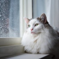 猫が『天気・気圧の変化』によって受ける影響3つ　表れる行動の変化から対処法まで