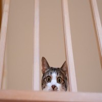 猫を『臆病な性格』にさせる要因4つ　起こりうるトラブルから心がけたい関わり方まで