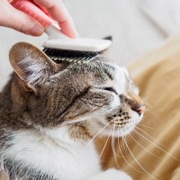 猫の『毛色が変化する』理由5つ　環境に左右されることも？意外なヒミツをご紹介