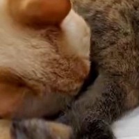同居猫のおしりの匂いを嗅いで『クサそうな表情を見せた猫』→次の瞬間…まさかの行動が106万表示「何回も見てしまうｗ」「ほんと好きｗｗ」