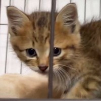 『可愛い顔の子猫』がケージに顔を押し付けた結果…想像以上に『変顔になる瞬間』が164万表示「電車の中で吹いたｗ」「お腹痛いｗ」