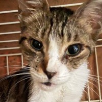 厳しい暑さの中、外にいた『ガリガリにやせ細った猫』→保護されて…別猫のように変わった『現在の様子』に感動「全然違う」「よかったねぇ」