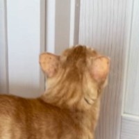 『いつもと違う声がする』→2階に上がってみると、猫が…次女が帰ったあとの『切なすぎる瞬間』が16万再生「もらい泣きしそうになった」
