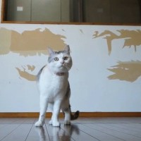 猫たちが集まる『仕事部屋』を作るために…DIYで『ボロボロの廃墟を大改造』した結果…1年半の記録が45万再生「クオリティが高すぎる」
