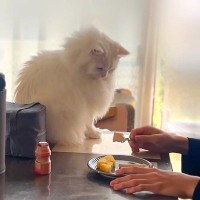 家族の朝食中、そばで見守る白猫→自分のご飯のもとへ移動して…驚きの『賢すぎるルーティン』に「思いやり深い」「正真正銘の家族」と絶賛