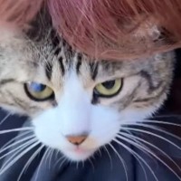猫のことを後ろから『ギュー』と抱きしめたら…『怒り方』が可愛すぎると39万再生「わかってるけどやっちゃうｗ」「まんざらでもなさそうｗ」