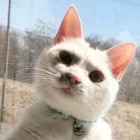 ふと、『窓辺にいる猫』を見たら…想像以上に『おっさんすぎる光景』に「公園とかで見たことあるｗ」「よく来たなと言ってそうｗ」と１万いいね
