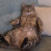 『太っている猫』に起こりうる健康リスク3選　放置すべきでない理由や改善策まで