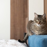 猫の『性格が変わった』ときに考えられる原因5つ　影響を及ぼす理由や上手な付き合い方まで