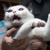 『パニック状態の猫』にやってはいけないNG行為3選　起こりうるリスクや安心させる方法まで解説