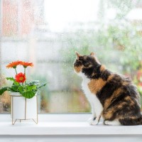 猫と迎える『梅雨の時期』に気を付けたいこと4選　注意が必要な理由から健康ケアの方法まで