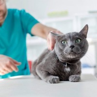 猫の命に関わる『膵炎』ってどんな病気？気付きにくい初期症状から治療法まで解説