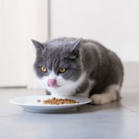 猫の『早食い』を引き起こす原因4つ　危険なトラブルの可能性や対処法まで解説