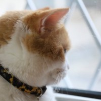 猫にとって『危険な首輪』の特徴5つ　危険なトラブルの可能性や安全な選び方