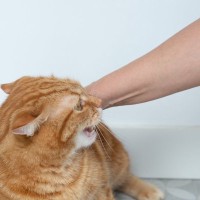 猫に『本気で噛まれた』場合に取るべき対処法5つ　命に関わる危険なトラブルの可能性も