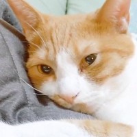お父さんのことが大好きな猫→帰宅してくると、べったりと甘えて…尊すぎる『ルーティン』に「とっても癒された」「顔のうずめ方が可愛い」の声
