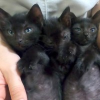ゴミ屋敷で保護された、黒猫の３兄弟→大きくなると…愛おしすぎる『現在の光景』に「仲良し兄弟」「スクスク育ててもらって幸せそう」の声