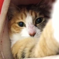 キャットタワーでくつろぐ猫→飼い主が近づいてくると…思わず笑ってしまう光景に「本当に面白くて可愛いｗ」「いい目をしてる」の声