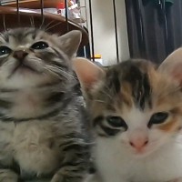 『仲良く並ぶ2匹の子猫』が睡魔に襲われた結果…3分間にわたる『激闘の様子』が可愛すぎると67万再生「幸せな気持ちになった」「もう天使」