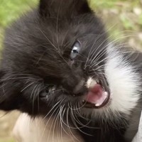 嵐がくる直前、『がれきの中で鳴いていた子猫』を保護→優しい先住猫たちと出会うと…30日間の記録に感動の声「素敵な物語」「泣ける」＜海外＞