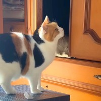 なかなか寝る場所が決まらない三毛猫→家の中を歩きまわって…想像以上に『真剣に考える光景』に「忙しそうでかわいい」「悶絶した」と反響