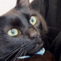 真っ黒の毛並みが綺麗な黒猫→６年前の『子猫時代の様子』を見てみると…尊すぎる『ビフォーアフター』に「きゃあ」「かわいー」と反響