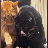帰宅したお兄ちゃん→『2匹の猫』を抱っこすると……ほっこりする『ただいまの光景』に反響「嫌がってないｗ」「大好きなんだね」