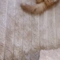 カーペットの上を見たら、『落ちている子猫』を発見……思わず『連れて帰りたくなる瞬間』が67万再生「僕が落としました」「拾って帰りたい」