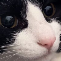 猫が飼い主に捕まってしまった結果→不満そうに鳴いて…『お喋りが止まらない様子』が69万再生「お話上手だね」「なんて可愛いんだ」