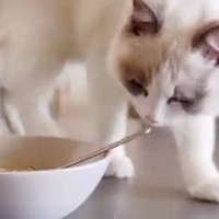 『納豆めかぶご飯』を食べていたら、近づいてきたネコ→次の瞬間…『予想外の仕草』に「臭かったのかなｗ」「埋めないでくださいｗ」と爆笑の声