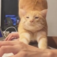 作業中、机の上に『茶トラ猫』がやってきた結果…かまってちゃんすぎる『微笑ましい光景』に「仕事にならないねぇｗ」「かわいい日常」と反響