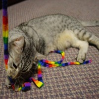 『高齢猫』と楽しく安全に遊ぶためのコツ5選　遊び時間の必要性やメリットまで解説
