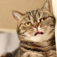 猫が『悲しそうな声』で鳴いているときの理由5つ　伝えたいことがあるの？気持ちを読み取るコツまで