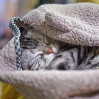猫の『お気に入りグッズ』を処分するときの注意点4選　愛猫に与える影響や正しい交換方法