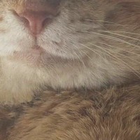 ほっぺが大きくて獣医に『病気』を疑われた元野良猫→詳しく診察すると…まさかの展開に「初めて聞いたｗ」「絶対ボスだった」と反響